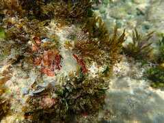 Plocamopherus imperialis