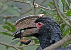 Bycanistes bucinator