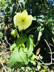 Dalechampia capensis