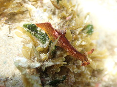 Plocamopherus imperialis