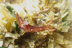 Plocamopherus imperialis