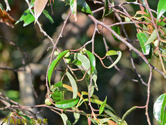 Ficus sarmentosa nipponica