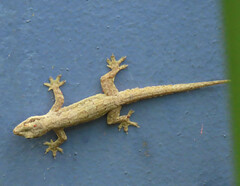 Hemidactylus platyurus