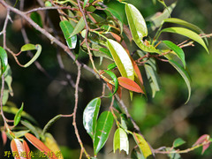 Ficus sarmentosa nipponica