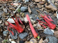 Peraxilla colensoi