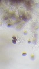 Coprinellus xanthothrix