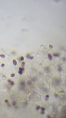 Coprinellus xanthothrix