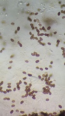 Coprinellus xanthothrix