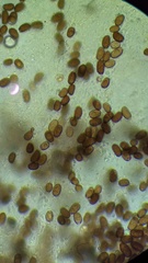 Coprinellus xanthothrix