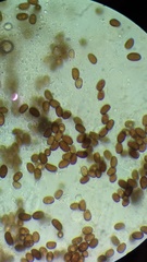 Coprinellus xanthothrix