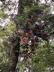 Peraxilla colensoi