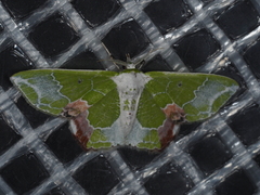 Protuliocnemis partita