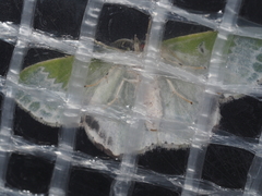 Protuliocnemis partita