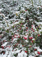 Cotoneaster radicans