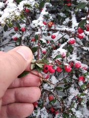 Cotoneaster radicans