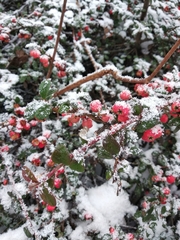 Cotoneaster radicans