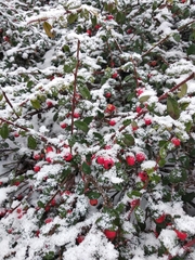 Cotoneaster radicans