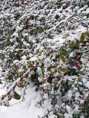 Cotoneaster radicans