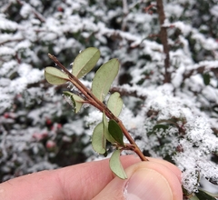 Cotoneaster radicans