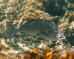 Plectorhinchus caeruleonothus