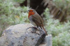 Erithacus rubecula superbus