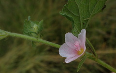 Pavonia columella
