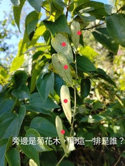 Cocculus laurifolius