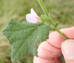 Pavonia columella