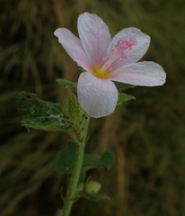 Pavonia columella
