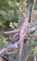 Keyacris scurra