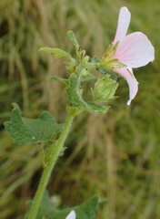 Pavonia columella