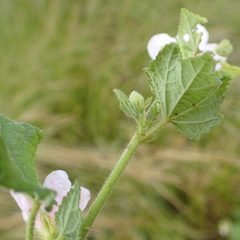 Pavonia columella