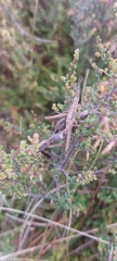 Keyacris scurra