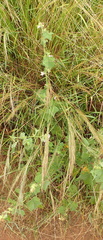 Pavonia columella