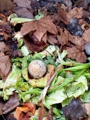 Penicillium digitatum