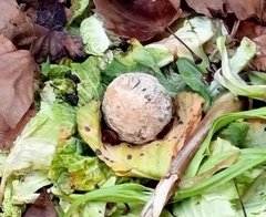 Penicillium digitatum