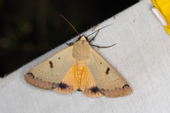 Ophiusa parcemacula
