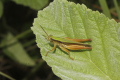 Dichromorpha prominula