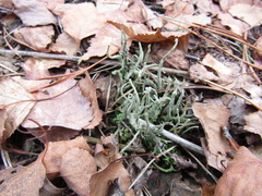 Cladonia subulata