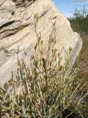 Kleinia longiflora