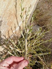 Kleinia longiflora