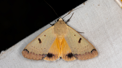 Ophiusa parcemacula