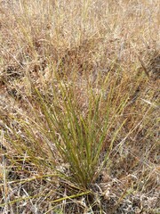 Digitaria eriantha