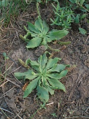 Plantago winteri