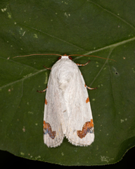 Chasmina pulchra
