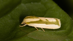 Earias huegeliana