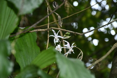 Calanthe arisanensis
