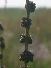 Atriplex intracontinentalis