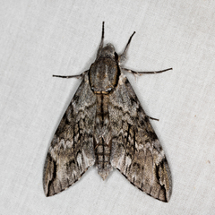Psilogramma casuarinae