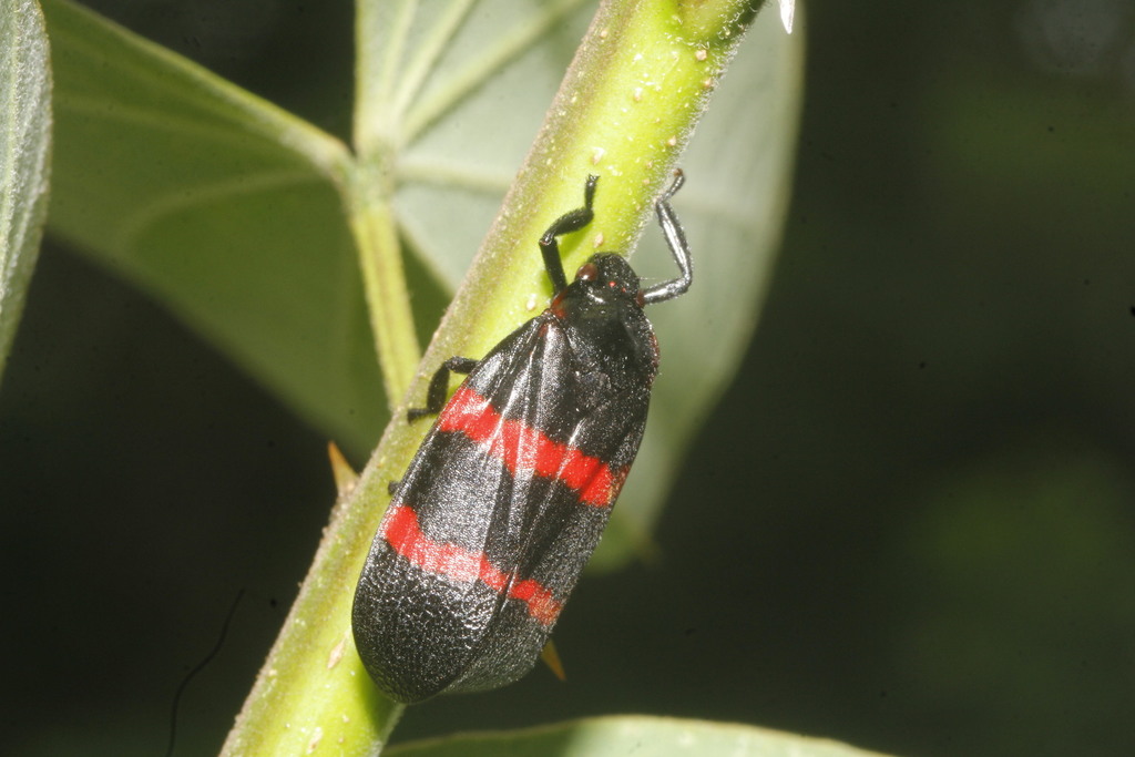 Huaina inca
